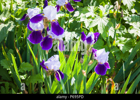 Iris germanica Braithwaite in full flower in June in an English garden Stock Photo