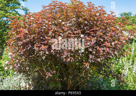 A mature Physocarrpus opulifolius Diable D'Or with early summer foliage in UK Stock Photo