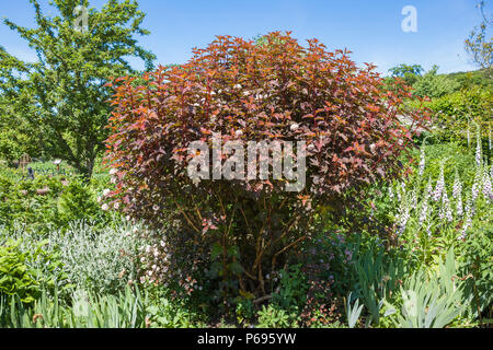 A mature Physocarrpus opulifolius Diable D'Or with early summer foliage in UK Stock Photo