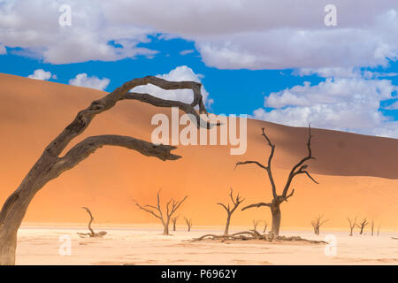 Deadvlei (dead marsh)i, a white clay pan in the Namib-Naukluft Park in Namibia. Surrounded by the highest sand dunes in the world, reaching 300–400 me Stock Photo