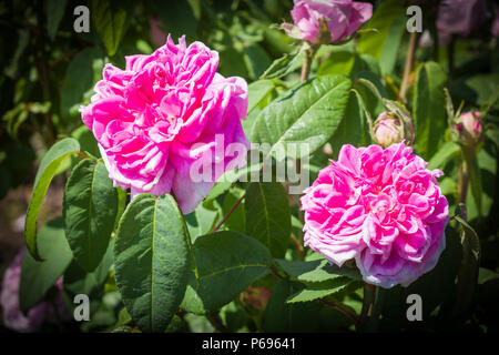 Hybrid Perpetual Rosa Enfant de France in full flower in June in an English garden in UK Stock Photo