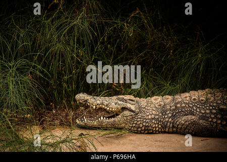 Nile Crocodile - Crocodylus Niloticus - resting on edge of water in Tamarisk. Stock Photo