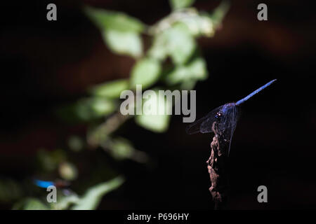 Blue Denim Dropwing Dragonfly (Trithemis donaldsoni) Perched In Dark Forest Stock Photo