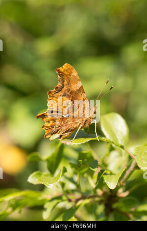 A Comma butterfly, Polygonia c-album, resting on a sunny afternoon with its wings closed. It gets its name from the white comma-shaped mark on its win Stock Photo