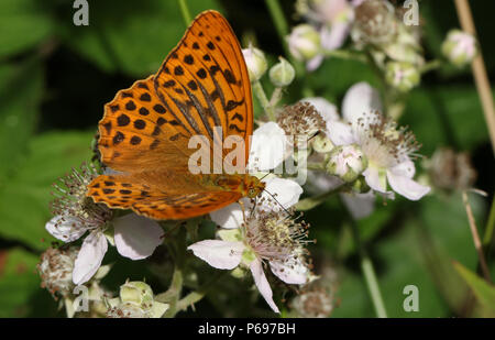 A stunning Silver-washed Fritillary Butterfly (Argynnis paphia) nectaring on a blackberry flower in woodland. Stock Photo