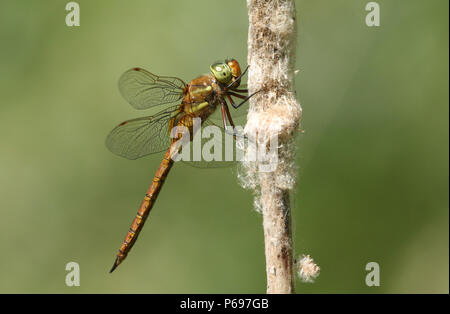 A beautiful Norfolk Hawker Dragonfly (Anaciaeschna isoceles) perching on a bulrush. Stock Photo