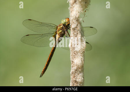 A beautiful Norfolk Hawker Dragonfly (Anaciaeschna isoceles) perching on a bulrush. Stock Photo