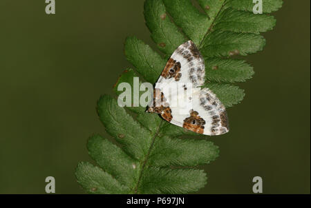 A stunning Blue-bordered Carpet Moth (Plemyria rubiginata) perching on a fern leaf. Stock Photo