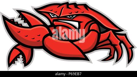 Mascot icon illustration of an angry red king crab or land crab, a decapod crustacean with thick exoskeleton, flexing it's pincer viewed from front on Stock Vector