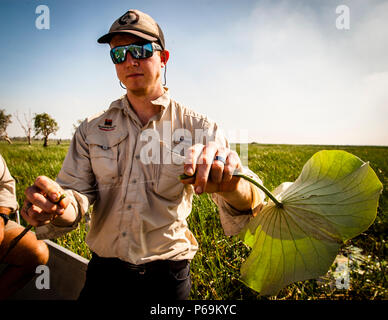 Lotus leaves in Northern Territory, Australia. Sam grabs a lotus leaf, breaks through the stem and pulls a thread long from the plant sap