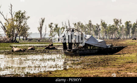An airboat sits on the bank of a wetland near Point Stuart, Northern Territory, Australia, with feral water buffalo grazing in the shallow water among dead trees in the background. Stock Photo