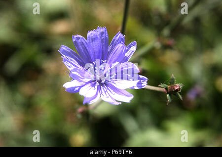 Close up of Chicory flower Stock Photo