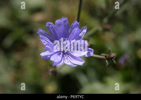 Close up of Chicory flower Stock Photo