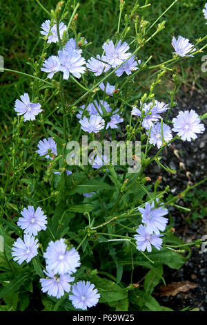 Common Chicory plant in bloom Stock Photo