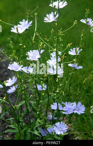 Common Chicory plant in bloom Stock Photo