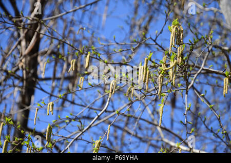 Yellow birch buds hang on branches in springtime . Stock Photo