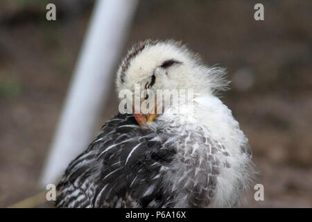 One Month Old Silver Lace Wyandotte Chick, Napping Stock Photo