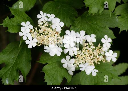 Guelder-rose or guelder rose, Viburnum opulus Stock Photo