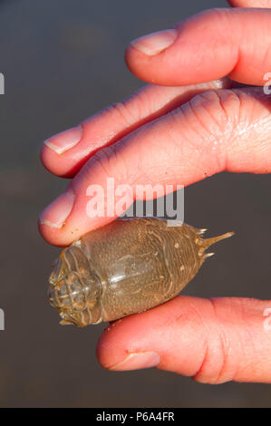 Sand crab, Cape Lookout State Park, Oregon Stock Photo - Alamy