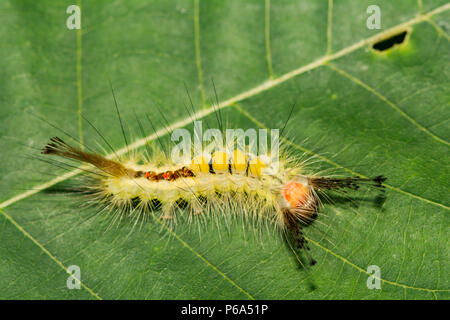 White-marked Tussock Moth Caterpillar (Orgyia leucostigma) Stock Photo