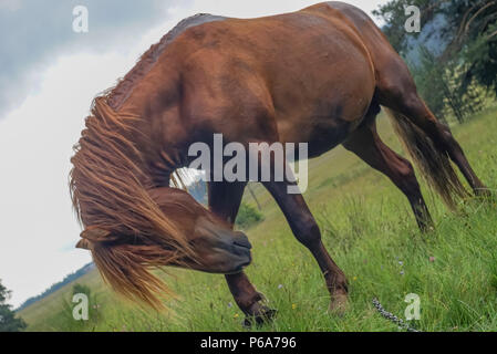 Low angle shot of a horse on a forest meadow in a cloudy day Stock Photo