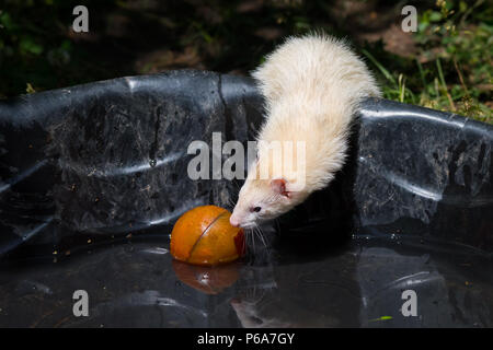 A ferret (domesticated form of the European Polecat) playing with its toys in a kiddie pool on a hot summer day. Stock Photo