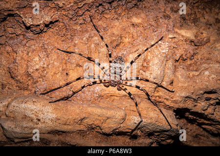 Giant huntsman spider: The largest spider by leg span