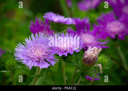 Honeysong Purple flower