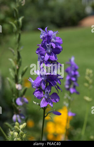 Dwarf Larkspur (Delphinium Tricorne) Stock Photo