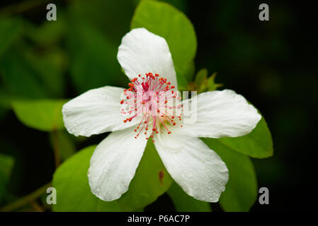 white Kauai rosemallow bloom Stock Photo