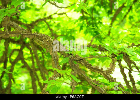 Corky Sweet Gum tree branch with green leaves Stock Photo