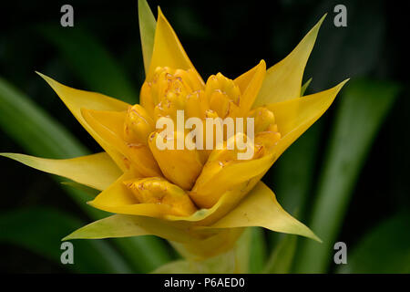 Close up of yellow Guzmania/ Bromeliad flower Stock Photo