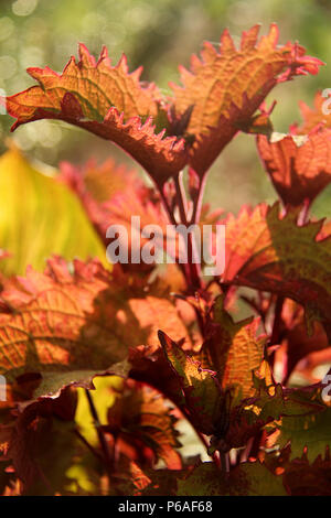 Close-up of red Coleus Blumei leaves Stock Photo