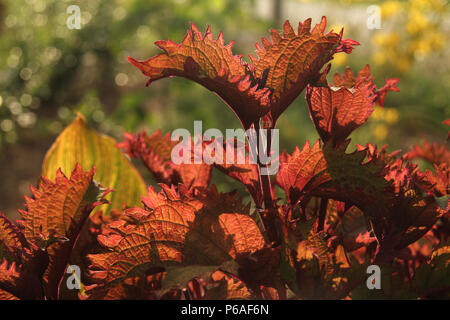 Close-up of red Coleus Blumei leaves Stock Photo