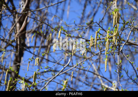 Yellow birch buds hang on branches in springtime . Stock Photo