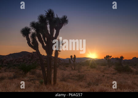 Joshua tree park at sunset, in Mojave Desert, California Stock Photo