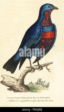 Banded cotinga, Cotinga maculata, male. (Purple-breasted blue manakin ...