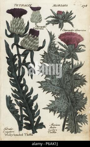 Woolly headed thistle, Cirsium eriophorum, and milk or lady's thistle, Silybum marianum. Handcoloured botanical copperplate engraving by an unknown artist from 'Culpeper's English Family Physician; or Medical Herbal Enlarged, with Several Hundred Additional Plants, Principally from Sir John Hill,' by Joshua Hamilton, London, W. Locke, 1792. Stock Photo