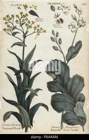 Common or dyer's woad, Isatis tinctoria, and sea kale, Crambe maritima. Handcoloured botanical copperplate engraving by an unknown artist from 'Culpeper's English Family Physician; or Medical Herbal Enlarged, with Several Hundred Additional Plants, Principally from Sir John Hill,' by Joshua Hamilton, London, W. Locke, 1792. Stock Photo