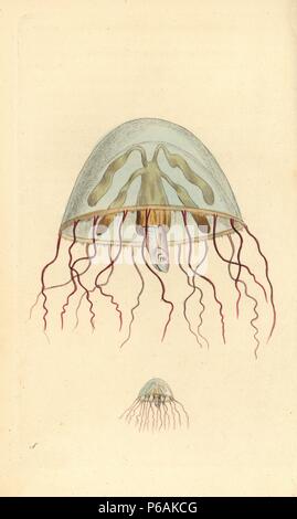Moon jellyfish, Aurelia aurita, depicted at natural size and greatly magnified, with a tiny fish captured in its centre. Illustration signed S (George Shaw). Handcolored copperplate engraving from George Shaw and Frederick Nodder's 'The Naturalist's Miscellany' 1794. Frederick Polydore Nodder (17511801?) was a gifted natural history artist and engraver. Nodder honed his draftsmanship working on Captain Cook and Joseph Banks' Florilegium and engraving Sydney Parkinson's sketches of Australian plants. He was made 'botanic painter to her majesty' Queen Charlotte in 1785. Nodder also drew the bot