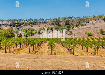 Hollydene Estate Wines situated in Jerrys Plains in the Upper Hunter Stock Photo