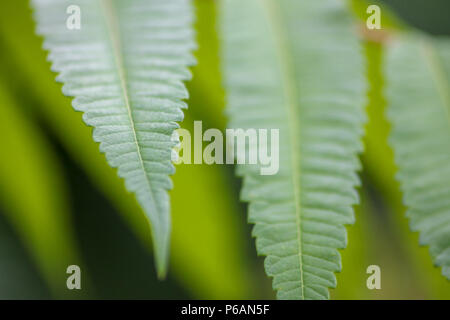 Close-up of green serrated leaflets that belong to the staghorn sumac (Rhus typhina) Stock Photo