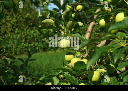 Branches of a tree of the Granny Smith apple cultivar, full of ripening fruits. It is a quite a young tree on an early summer day. Stock Photo