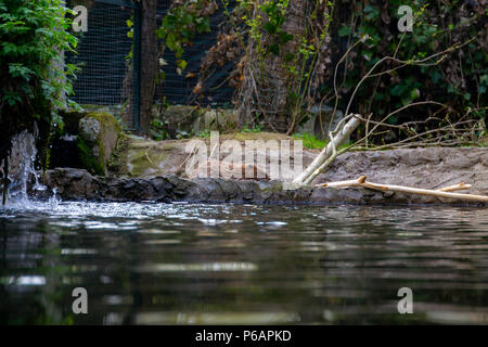 series of photos depicting various species of birds and amphibians in an articiafial oasis Stock Photo