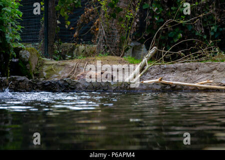 series of photos depicting various species of birds and amphibians in an articiafial oasis Stock Photo