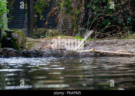 series of photos depicting various species of birds and amphibians in an articiafial oasis Stock Photo