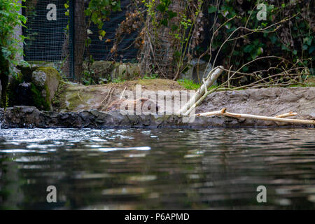 series of photos depicting various species of birds and amphibians in an articiafial oasis Stock Photo