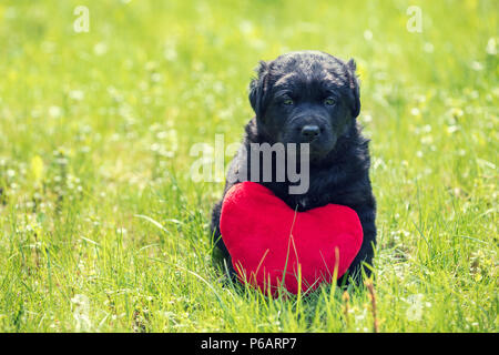 Little Labrador retriever puppy with toy heart. Dog sitting outdoors on the grass in summer Stock Photo