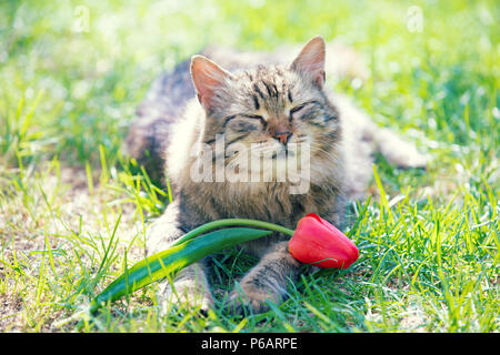 Portrait of a cat with tulip flower, lies in the grass on the garden in spring Stock Photo