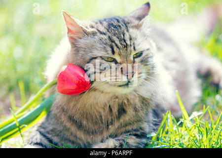 Portrait of a cat with tulip flower on the head, lies in the grass on the garden in spring Stock Photo